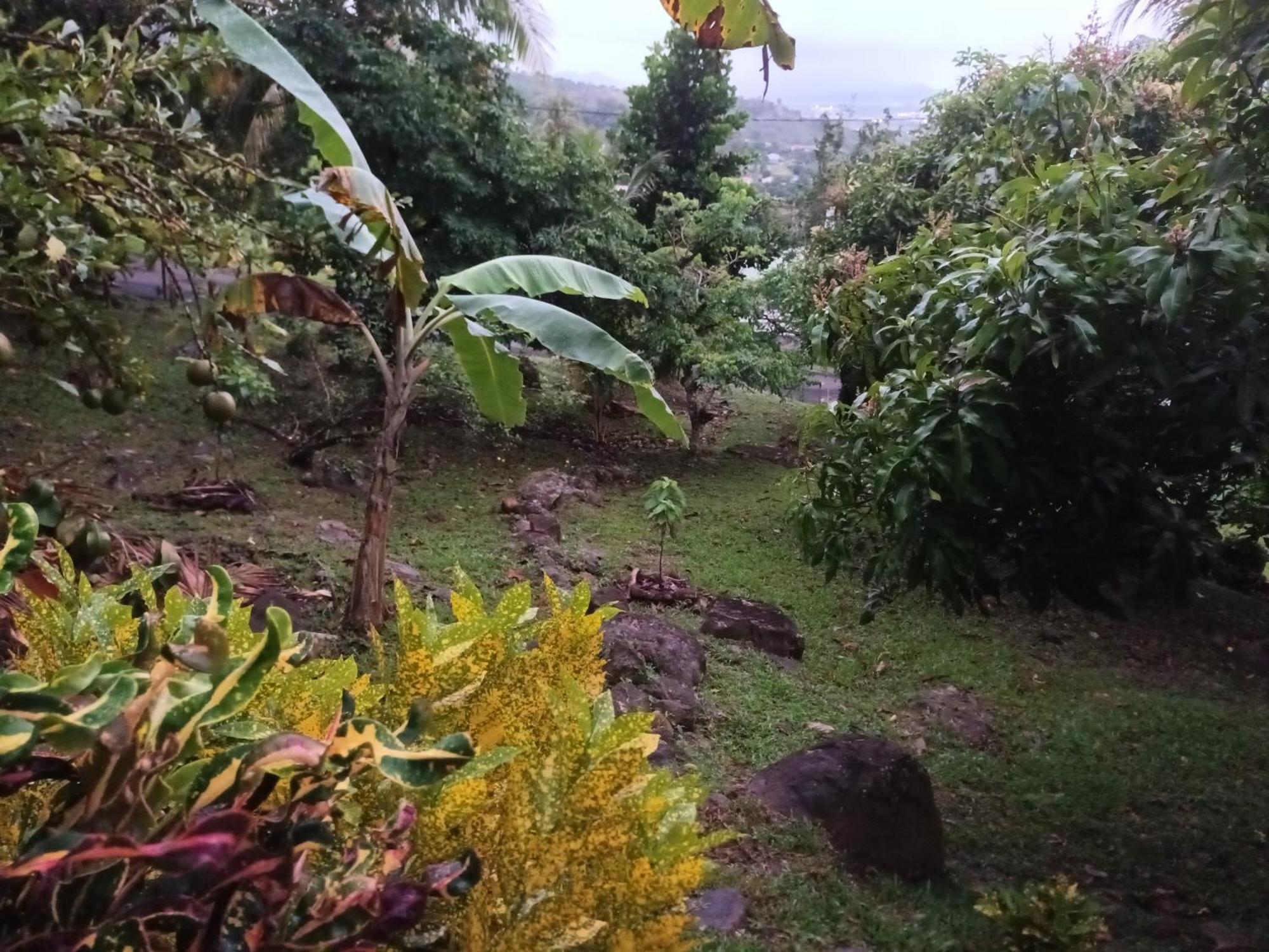 Martinique La Petite Maison Dans La Colline Le Lamentin Kültér fotó
